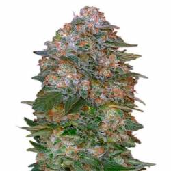 Critical Soma Autofloreciente Feminizada de Advanced Seeds