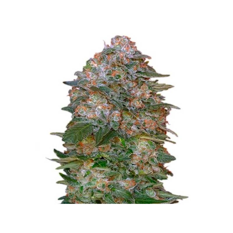 Critical Soma Autofloreciente Feminizada de Advanced Seeds