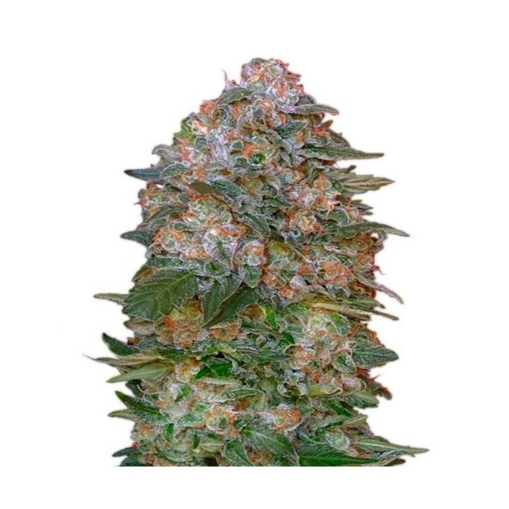 Critical Soma Autofloreciente Feminizada de Advanced Seeds