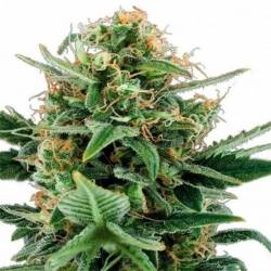 Jack Herer Autofloreciente...