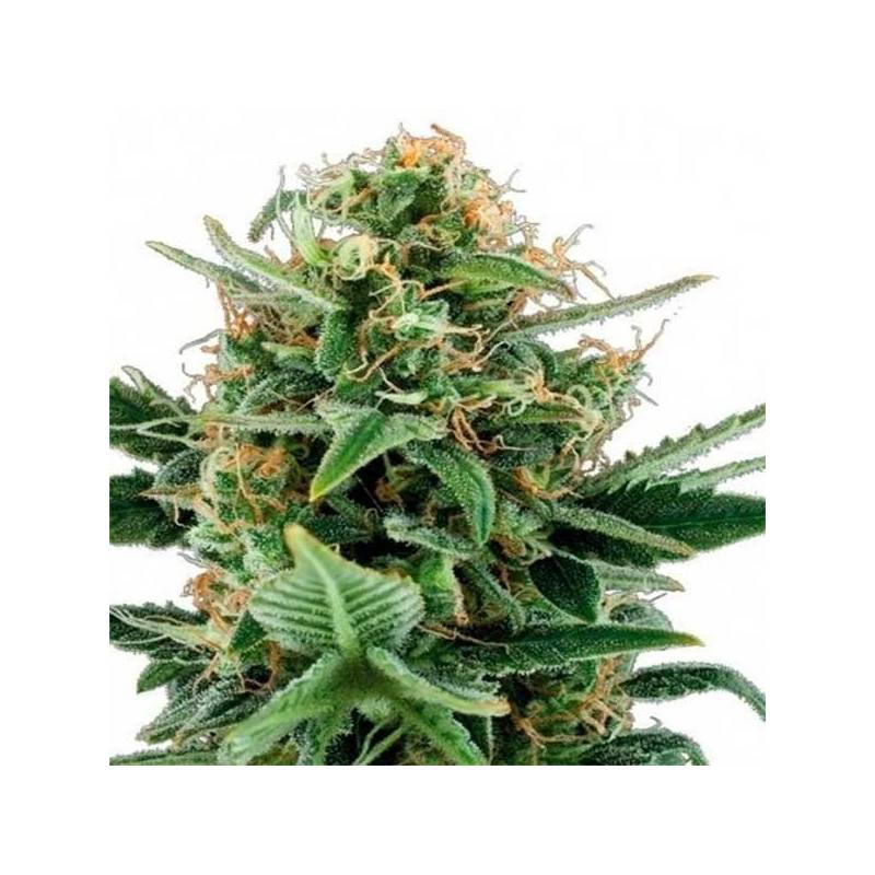 Jack Herer Autofloreciente Feminizada de Advanced Seeds