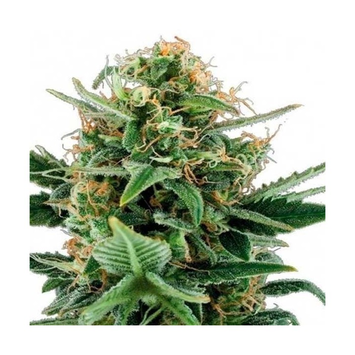 Jack Herer Autofloreciente Feminizada de Advanced Seeds