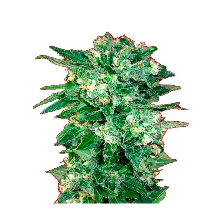 Kaya 47 Autofloreciente Feminizada de Advanced Seeds
