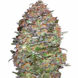 Nyc Diesel Autofloreciente Feminizada de Advanced Seeds