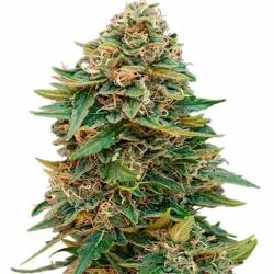 Skunk 47 Autofloreciente Feminizada de Advanced Seeds