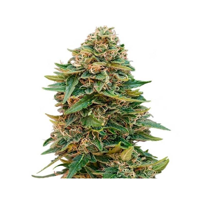 Skunk 47 Autofloreciente Feminizada de Advanced Seeds