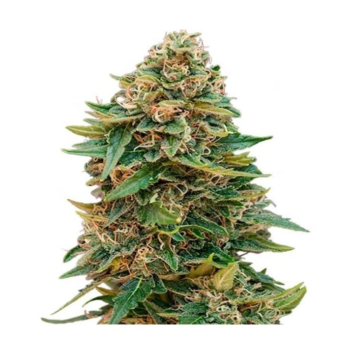 Skunk 47 Autofloreciente Feminizada de Advanced Seeds