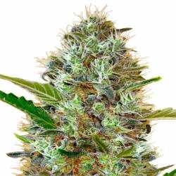 Somango Autofloreciente Feminizada de Advanced Seeds