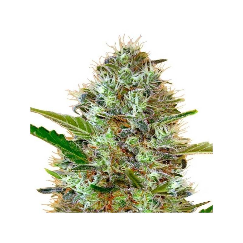 Somango Autofloreciente Feminizada de Advanced Seeds