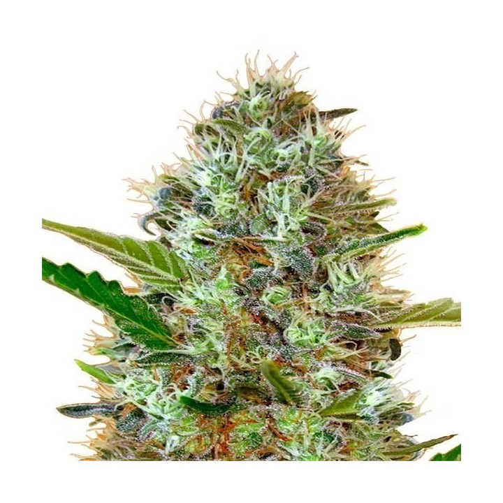 Somango Autofloreciente Feminizada de Advanced Seeds