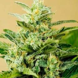 Low Girl Autofloreciente Feminizada de Advanced Seeds