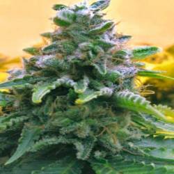 Top 69 Autofloreciente Feminizada de Advanced Seeds