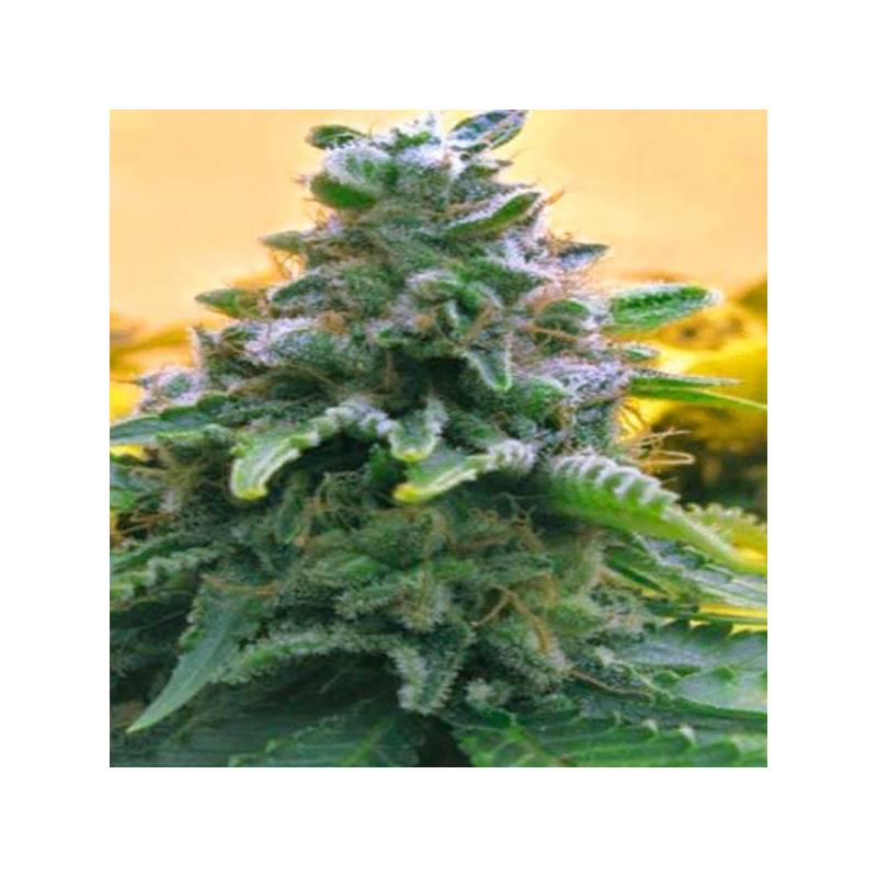 Top 69 Autofloreciente Feminizada de Advanced Seeds