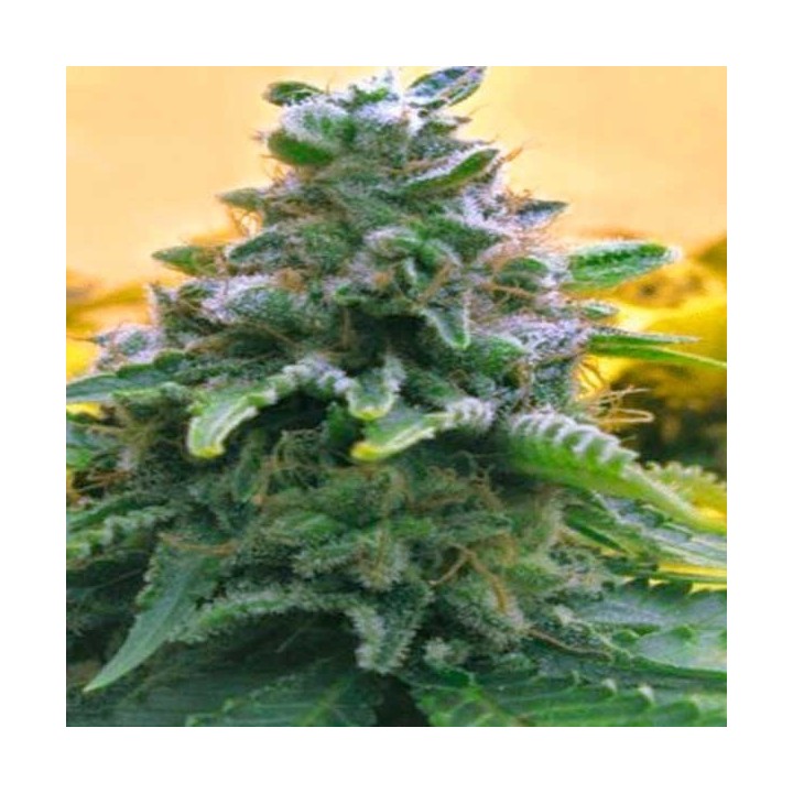 Top 69 Autofloreciente Feminizada de Advanced Seeds