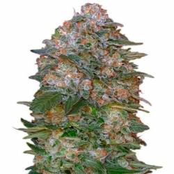 Critical Soma Feminizada de Advanced Seeds