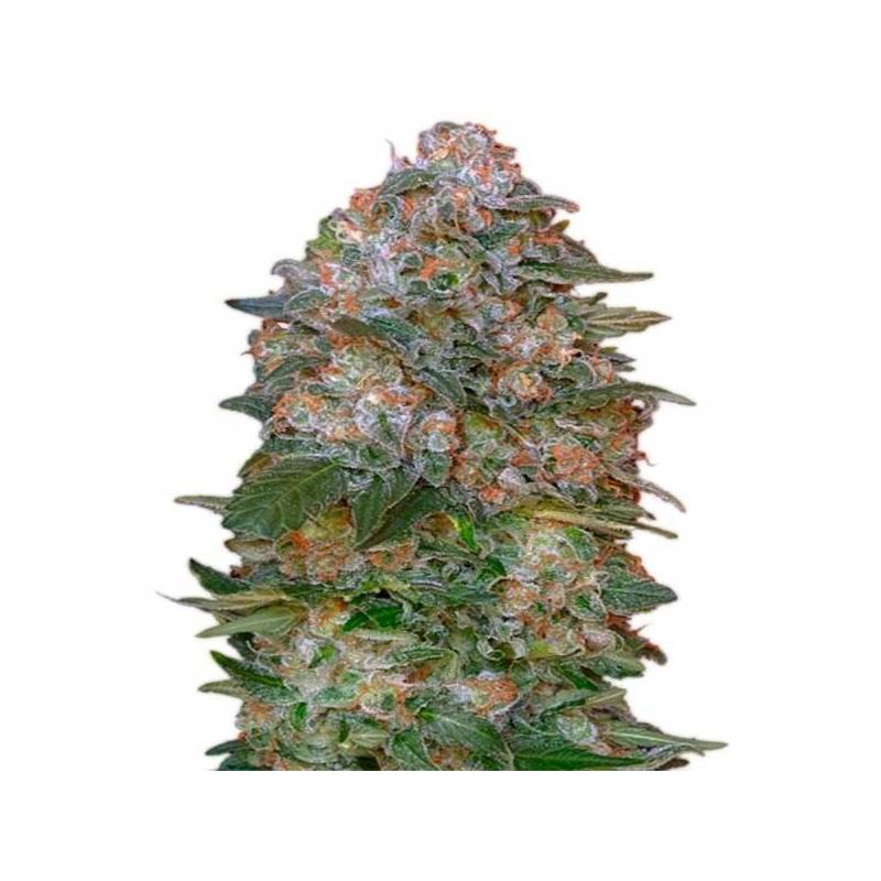 Critical Soma Feminizada de Advanced Seeds