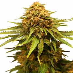 Critical Feminizada de Advanced Seeds