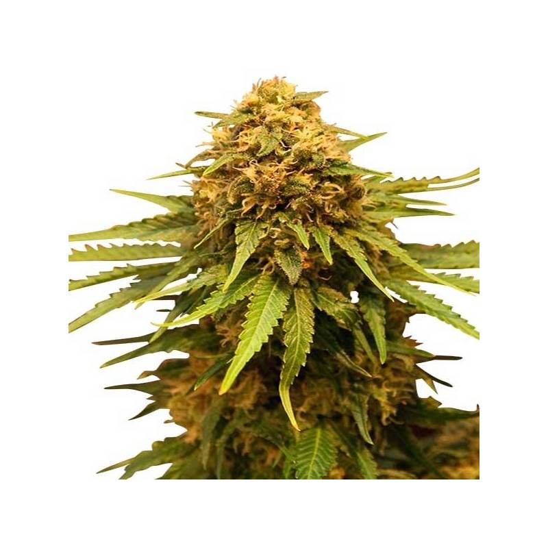 Critical Feminizada de Advanced Seeds