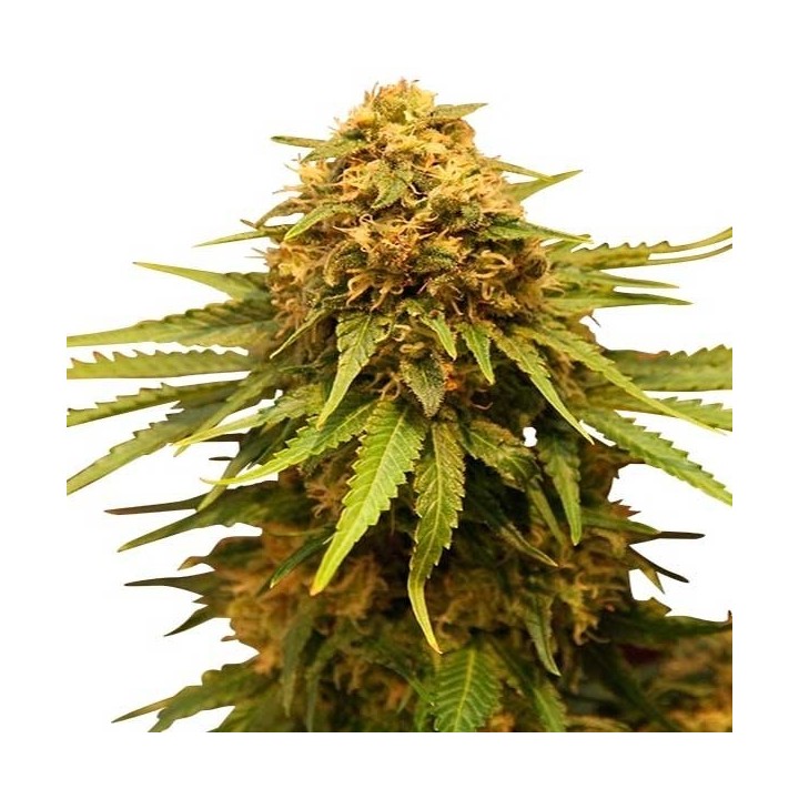 Critical Feminizada de Advanced Seeds