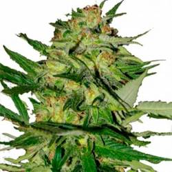 Jack Plant Feminizada de Advanced Seeds