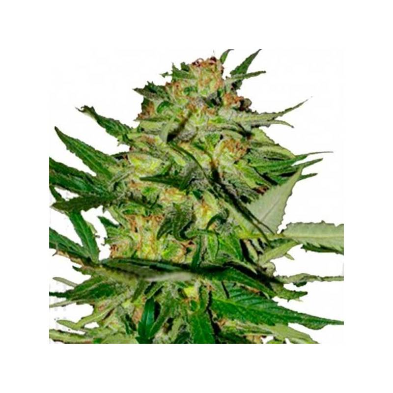 Jack Plant Feminizada de Advanced Seeds