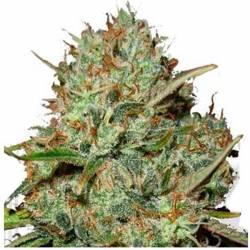 Shark Widow Feminizada de Advanced Seeds