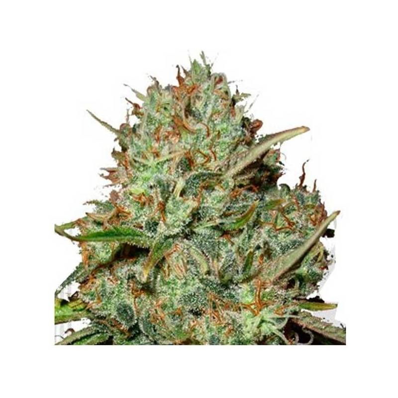 Shark Widow Feminizada de Advanced Seeds