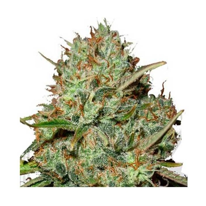 Shark Widow Feminizada de Advanced Seeds