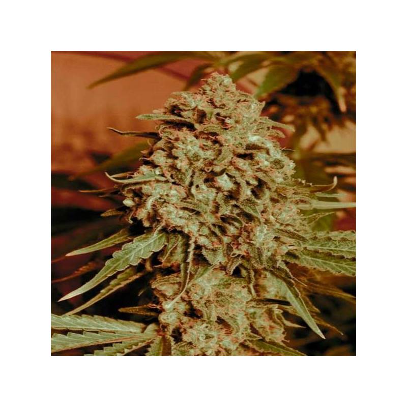 Somango Widow Feminizada de Advanced Seeds