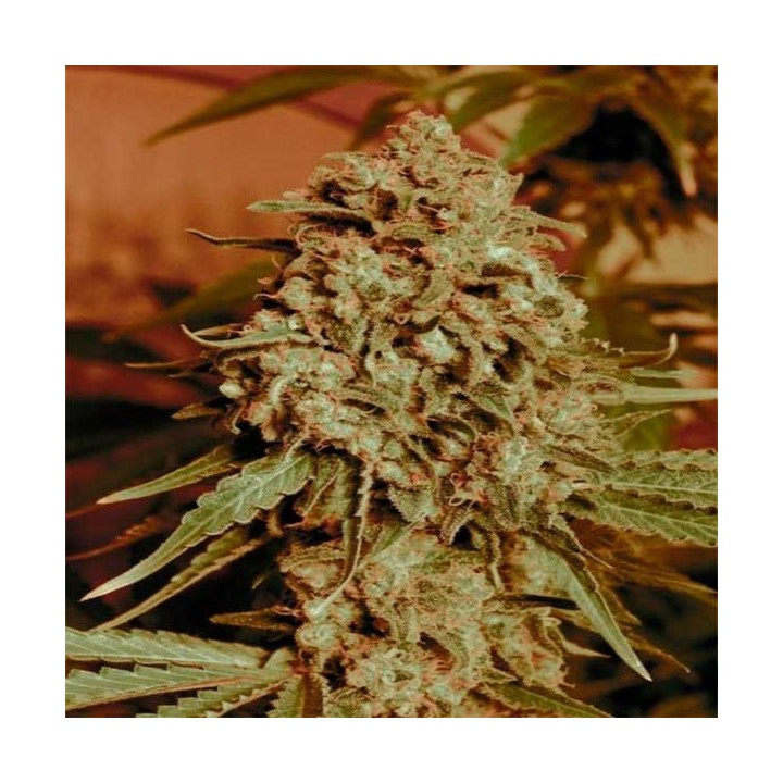 Somango Widow Feminizada de Advanced Seeds