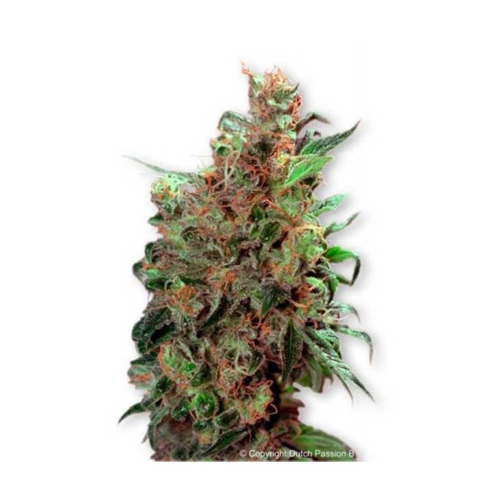 California Orange Regular de Homegrown Fantaseeds