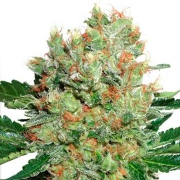 Brainstorm Feminizada de Dutch Passion