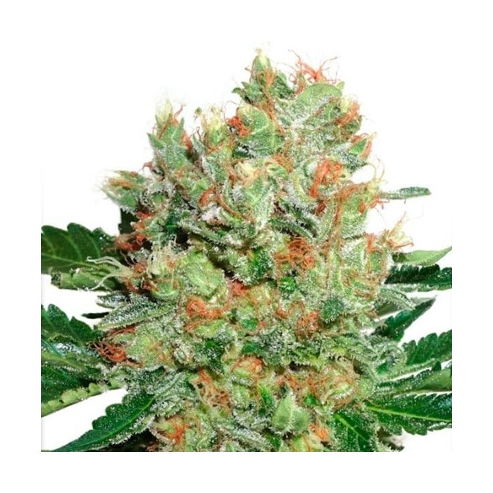 Brainstorm Feminizada de Dutch Passion