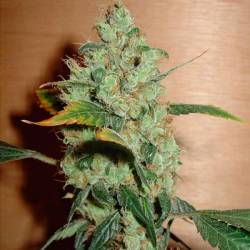 Masterkush Feminizada de Homegrown Fantaseeds