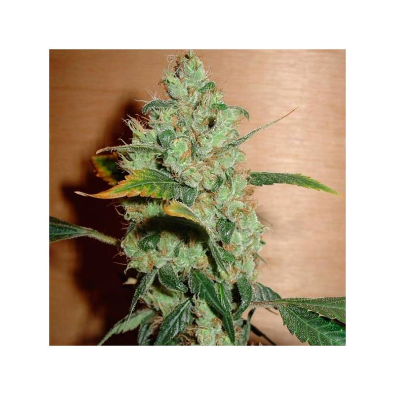 Masterkush Feminizada de Homegrown Fantaseeds