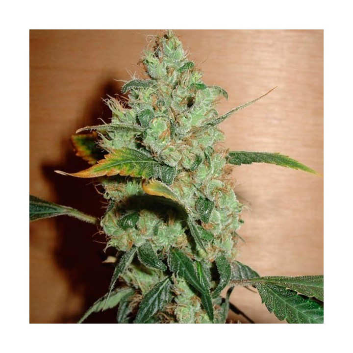 Masterkush Feminizada de Homegrown Fantaseeds