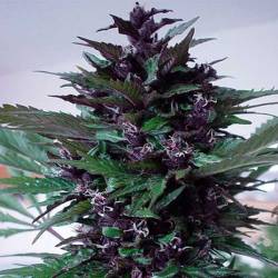 Homegrown Purple Regular de Homegrown Fantaseeds