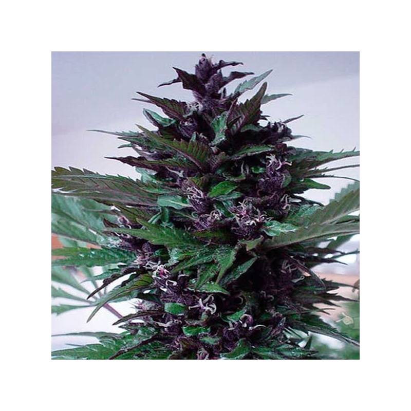 Homegrown Purple Regular de Homegrown Fantaseeds