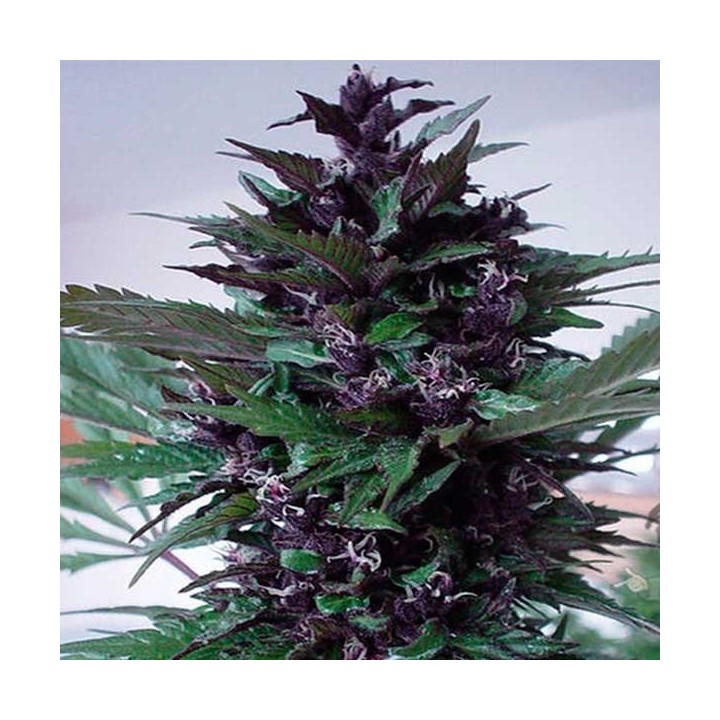 Homegrown Purple Regular de Homegrown Fantaseeds