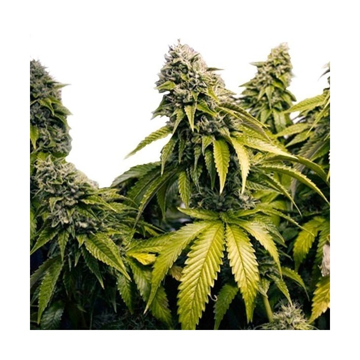 Indoor Mix Regular de Homegrown Fantaseeds