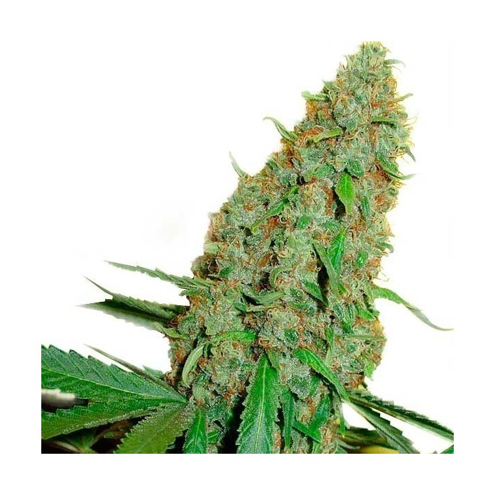 Original Misty Regular de Homegrown Fantaseeds