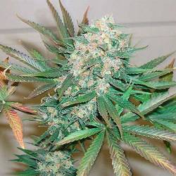 Haze Special Feminizada de Homegrown Fantaseeds