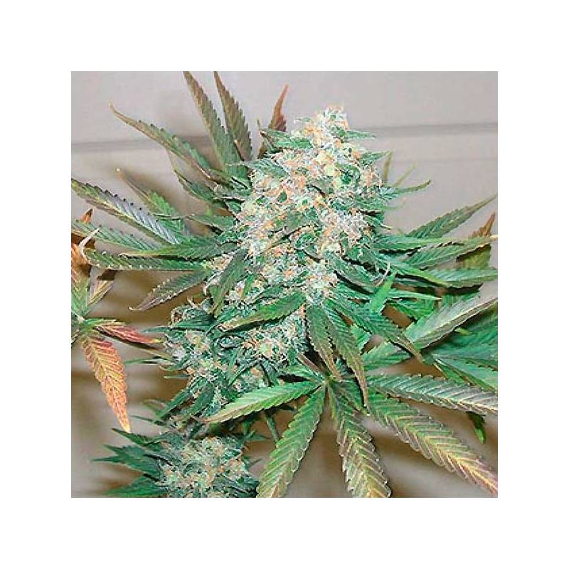 Haze Special Feminizada de Homegrown Fantaseeds