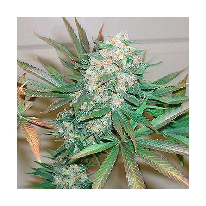 Haze Special Feminizada de Homegrown Fantaseeds