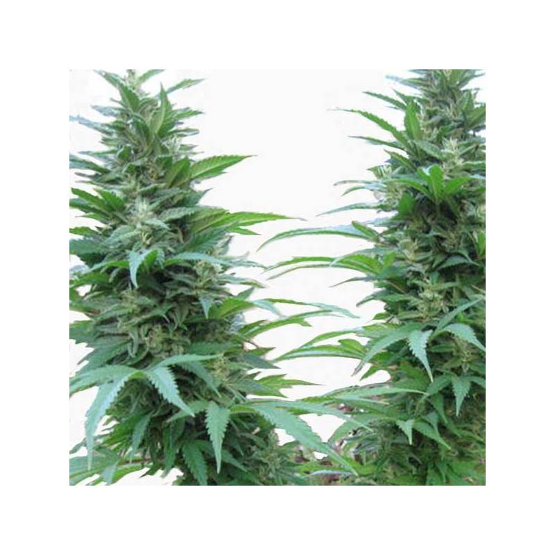 Outdoor Mix Regular de Homegrown Fantaseeds