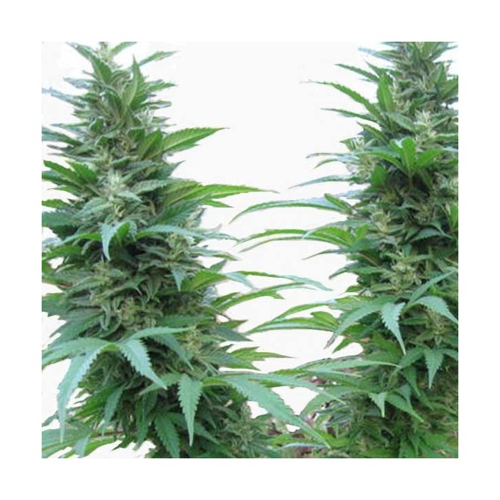 Outdoor Mix Regular de Homegrown Fantaseeds