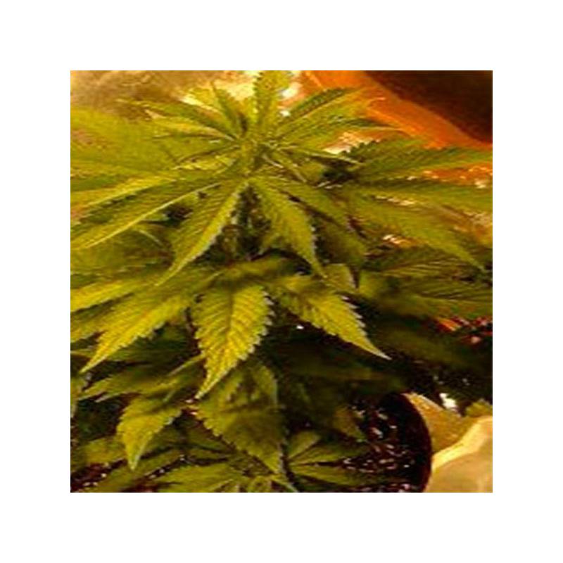 K.C. 39 Feminizada de Homegrown Fantaseeds