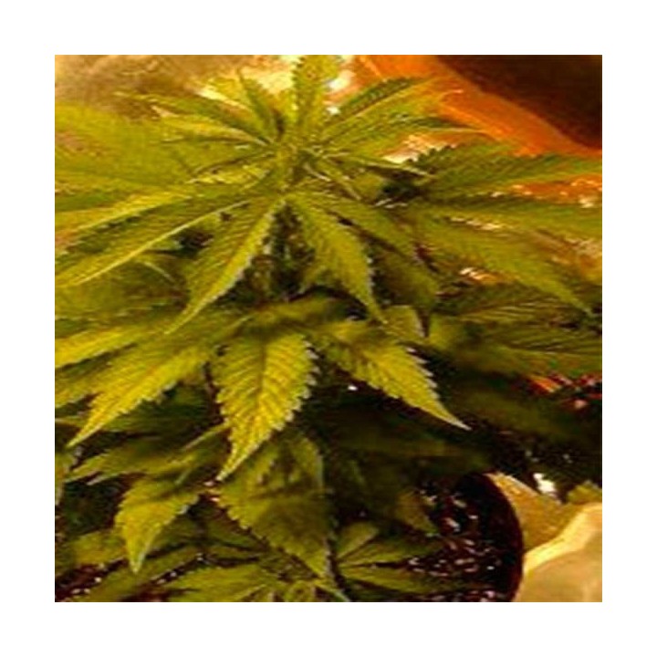 K.C. 39 Feminizada de Homegrown Fantaseeds