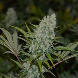 AC Diesel Feminizada de Homegrown Fantaseeds