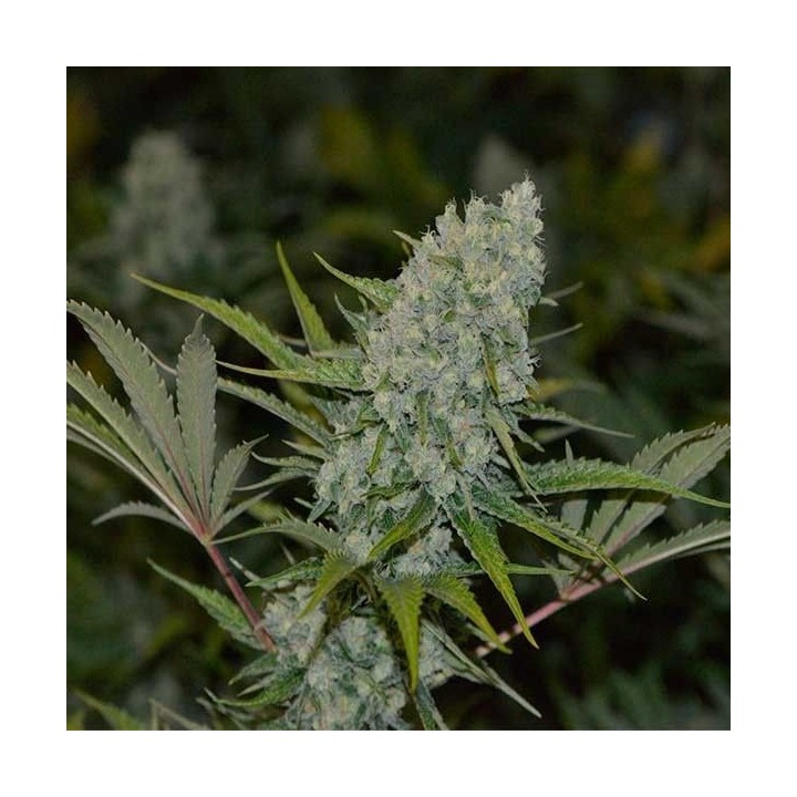 AC Diesel Feminizada de Homegrown Fantaseeds